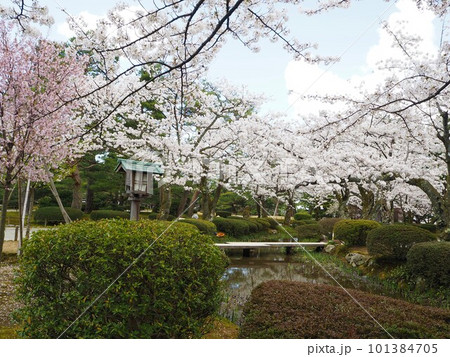日本三名園のひとつ、兼六園の風景 101384705