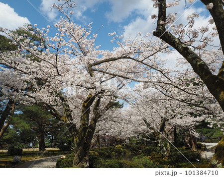 日本三名園のひとつ、兼六園の風景 日本三名園のひとつ、兼六園の風景 101384710