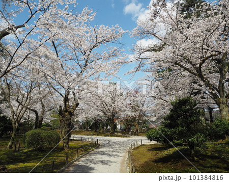 日本三名園のひとつ、兼六園の春の風景 101384816