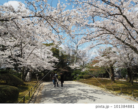 日本三名園のひとつ、兼六園の桜の絶景 日本三名園のひとつ、兼六園の桜の絶景 101384881