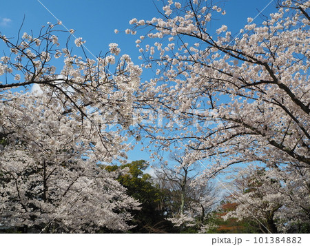 日本三名園のひとつ、兼六園の桜の絶景 日本三名園のひとつ、兼六園の桜の絶景 101384882