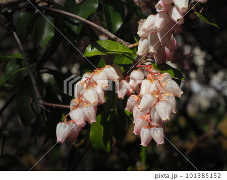 薄ピンクのアセビの花 薄ピンクのアセビの花 101385152