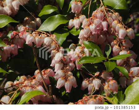薄ピンクのアセビの花 薄ピンクのアセビの花 101385153
