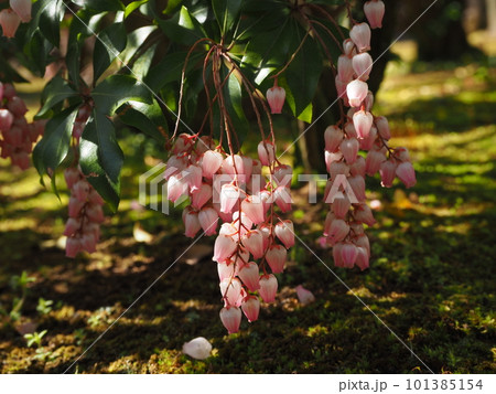 薄ピンクのアセビの花 薄ピンクのアセビの花 101385154