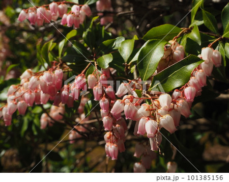 薄ピンクのアセビの花 薄ピンクのアセビの花 101385156