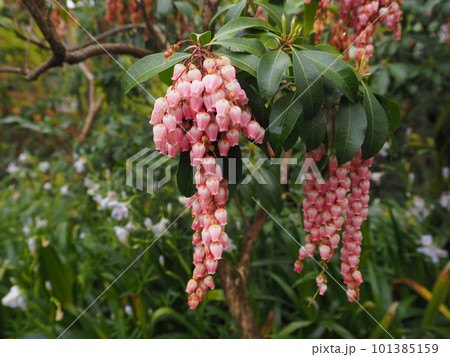 薄ピンクのアセビの花 薄ピンクのアセビの花 101385159