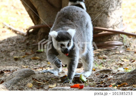 lemur monkey on tree 101385253