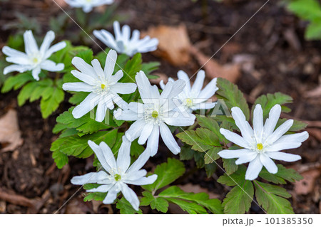 早春に白い菊状の花を咲かせるキクザイチゲ 101385350