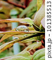雨粒と植物 101385513