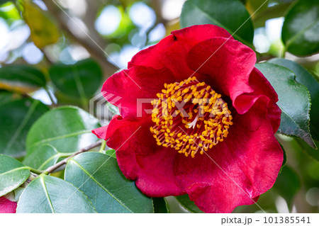 ガーデンの熊谷椿の花のクローズアップ 101385541