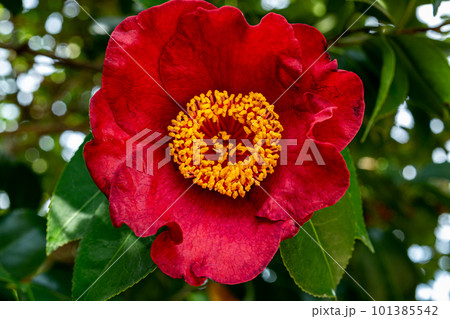ガーデンの熊谷椿の花のクローズアップ 101385542