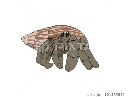 アフリカマイマイの殻に入ったヤドカリ1 101385633