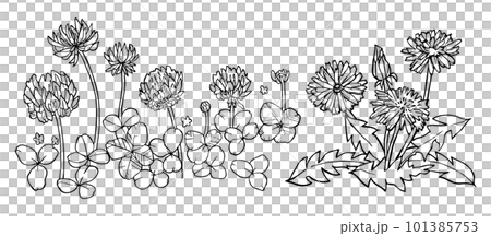 シロツメクサとたんぽぽの線画のイラスト素材 [101385753] - PIXTA