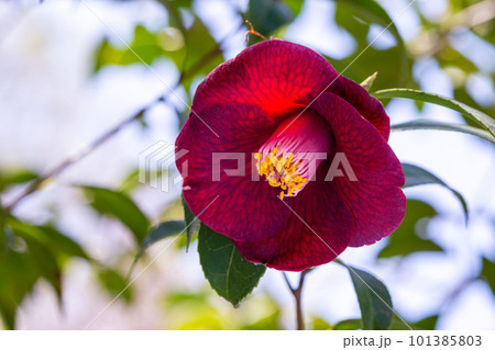 ガーデンの紺侘助椿の花 ガーデンの紺侘助椿の花 101385803