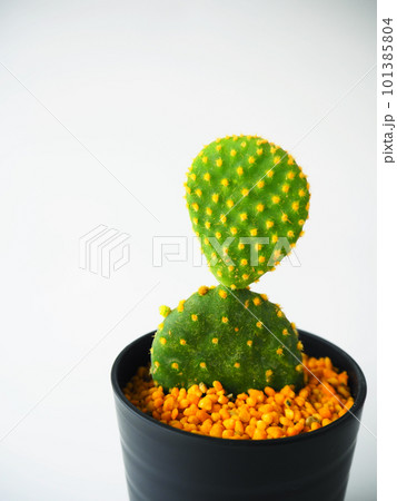 多肉植物ウチワサボテン01 101385804