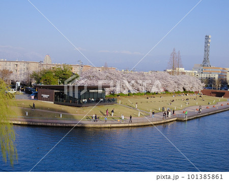 桜満開の富岩運河環水公園の風景 桜満開の富岩運河環水公園の風景 101385861