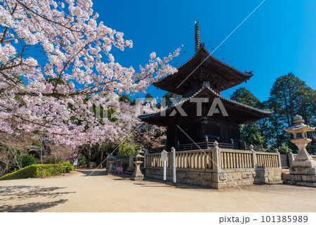 春の青空に映える瑜伽山蓮台寺多宝塔と桜 春の青空に映える瑜伽山蓮台寺多宝塔と桜 101385989