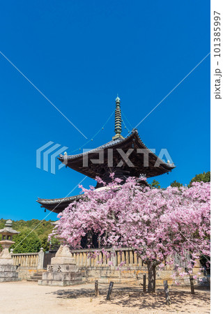 春の青空に映える瑜伽山蓮台寺多宝塔と桜 101385997