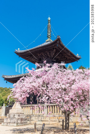 春の青空に映える瑜伽山蓮台寺多宝塔と桜 101385998