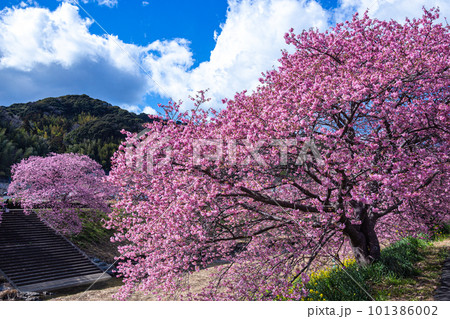 南伊豆の川端に咲き誇る美しい河津桜 101386002