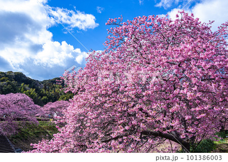 南伊豆の川端に咲き誇る美しい河津桜 101386003