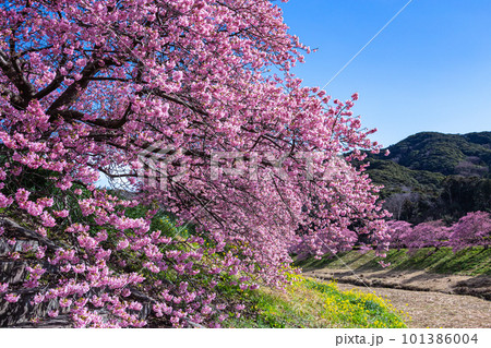南伊豆の川端に咲き誇る美しい河津桜 南伊豆の川端に咲き誇る美しい河津桜 101386004