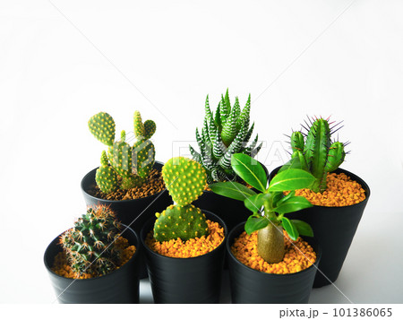 多肉植物集合01 多肉植物集合01 101386065