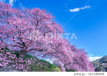 伊豆の河津桜と菜の花の風景 伊豆の河津桜と菜の花の風景 101386099