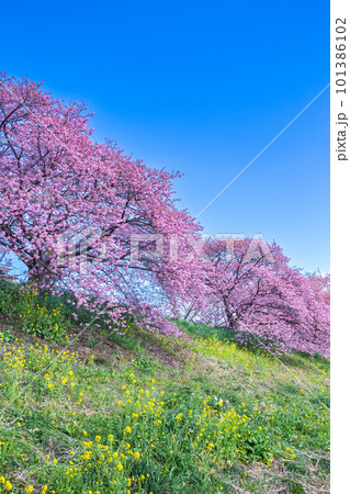 伊豆の河津桜と菜の花の風景 伊豆の河津桜と菜の花の風景 101386102