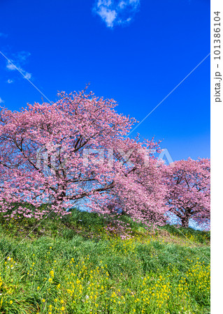 伊豆の河津桜と菜の花の風景 伊豆の河津桜と菜の花の風景 101386104