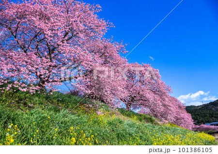 伊豆の河津桜と菜の花の風景 伊豆の河津桜と菜の花の風景 101386105