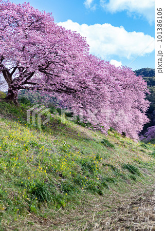 伊豆の河津桜と菜の花の風景 伊豆の河津桜と菜の花の風景 101386106