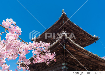 春の青空に映える瑜伽山蓮台寺多宝塔と桜 春の青空に映える瑜伽山蓮台寺多宝塔と桜 101386193