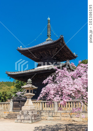 春の青空に映える瑜伽山蓮台寺多宝塔と桜 春の青空に映える瑜伽山蓮台寺多宝塔と桜 101386195