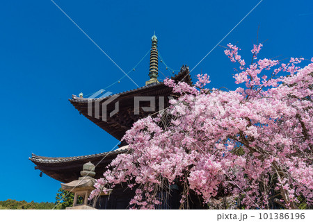 春の青空に映える瑜伽山蓮台寺多宝塔と桜 101386196