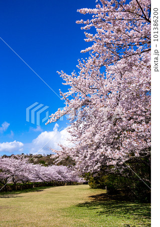 伊豆稲取の公園の桜並木の風景 101386200