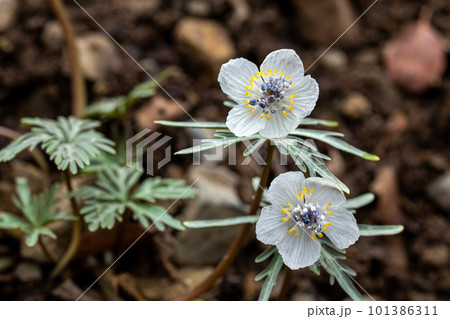 早春に咲く可憐な花の節分草 101386311
