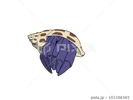 ゾウゲバイガイに入ったヤドカリ2 101386365