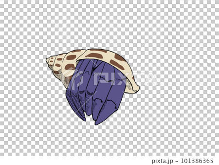 ゾウゲバイガイに入ったヤドカリ2 101386365