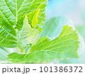 雨に濡れたあじさいの葉 101386372