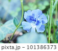 青い花 101386373