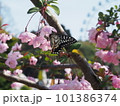 満開の桜と揚羽蝶 101386374