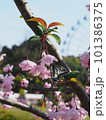 蜜を吸うアゲハチョウ 101386375
