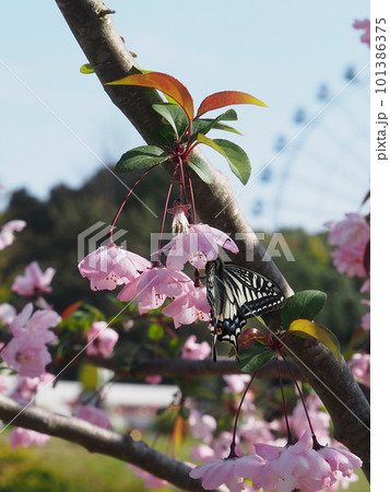 蜜を吸うアゲハチョウ 蜜を吸うアゲハチョウ 101386375