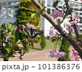 蜜を吸うアゲハチョウ 101386376