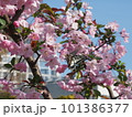 青空を背景に咲く満開の八重桜 101386377