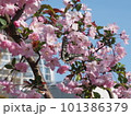 桜のある風景 101386379