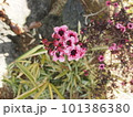 赤い花 101386380