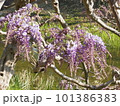 春の訪れを知らせる藤の花 101386383