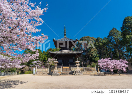 春の青空に映える瑜伽山蓮台寺多宝塔と桜 101386427